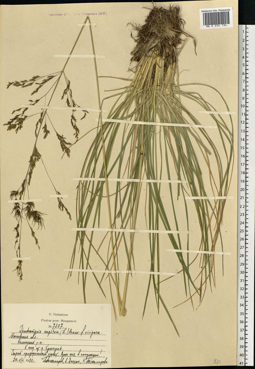 Deschampsia cespitosa (L.) P.Beauv., Eastern Europe, Moscow region (E4a) (Russia)