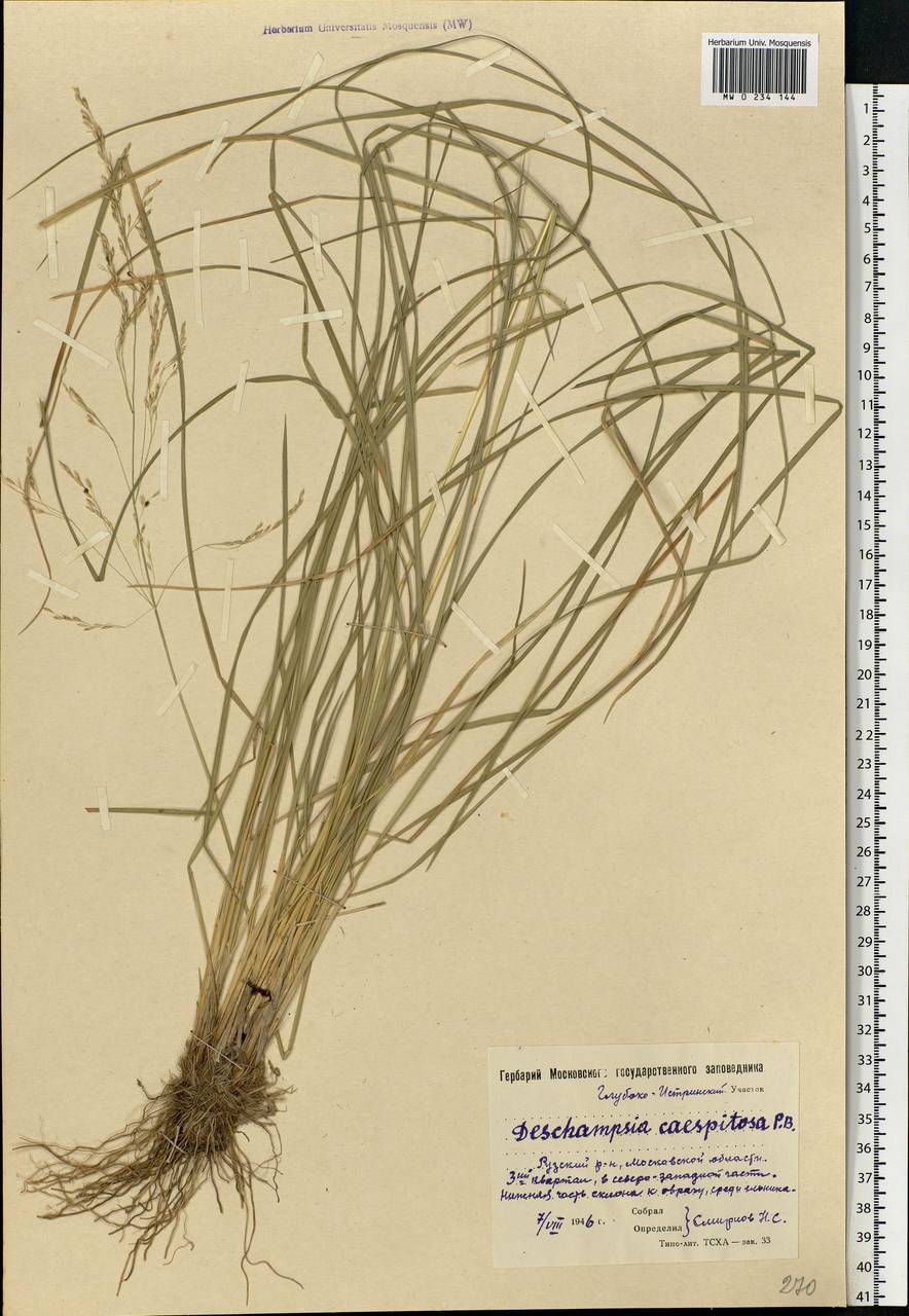 Deschampsia cespitosa (L.) P.Beauv., Eastern Europe, Moscow region (E4a) (Russia)