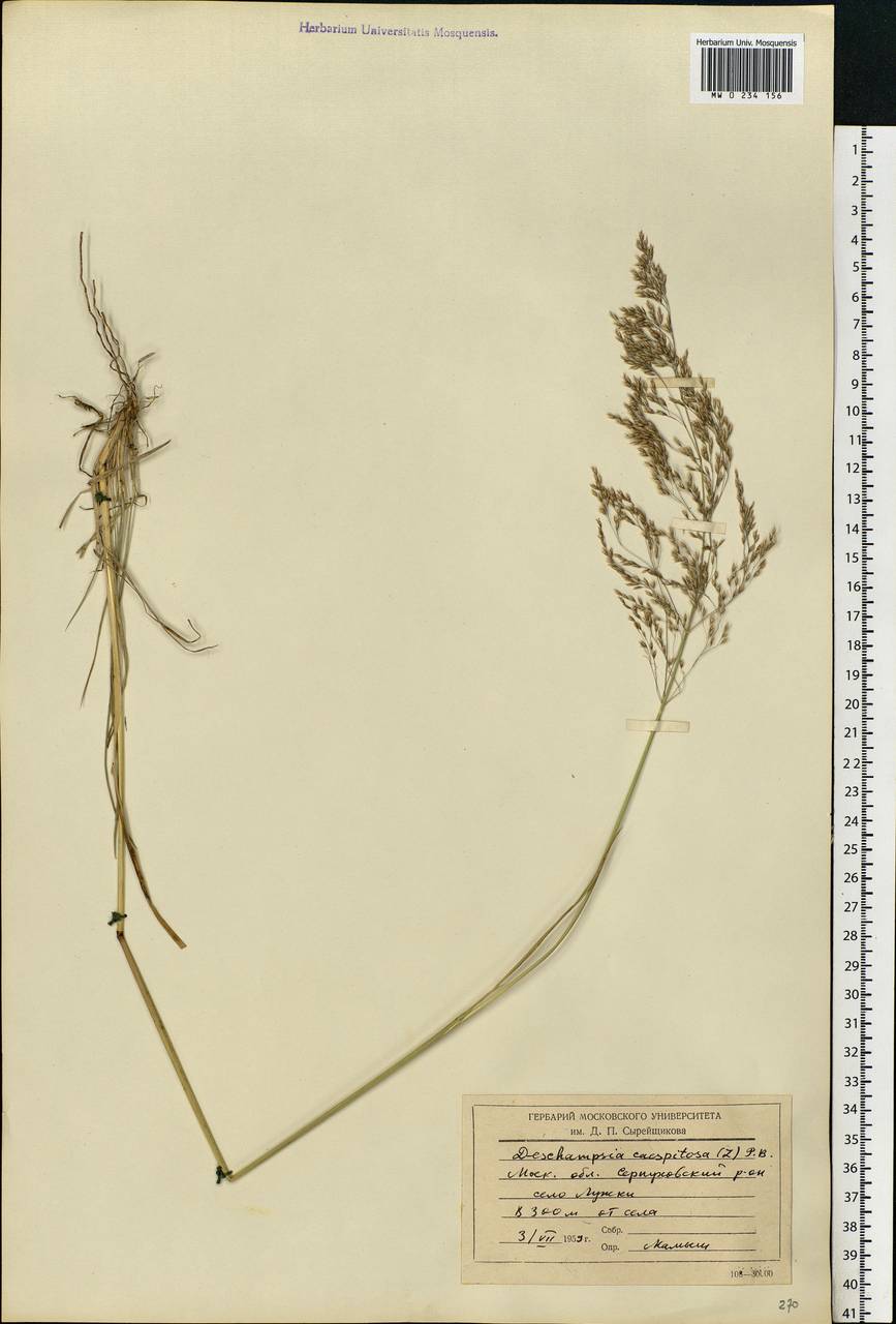 Deschampsia cespitosa (L.) P.Beauv., Eastern Europe, Moscow region (E4a) (Russia)