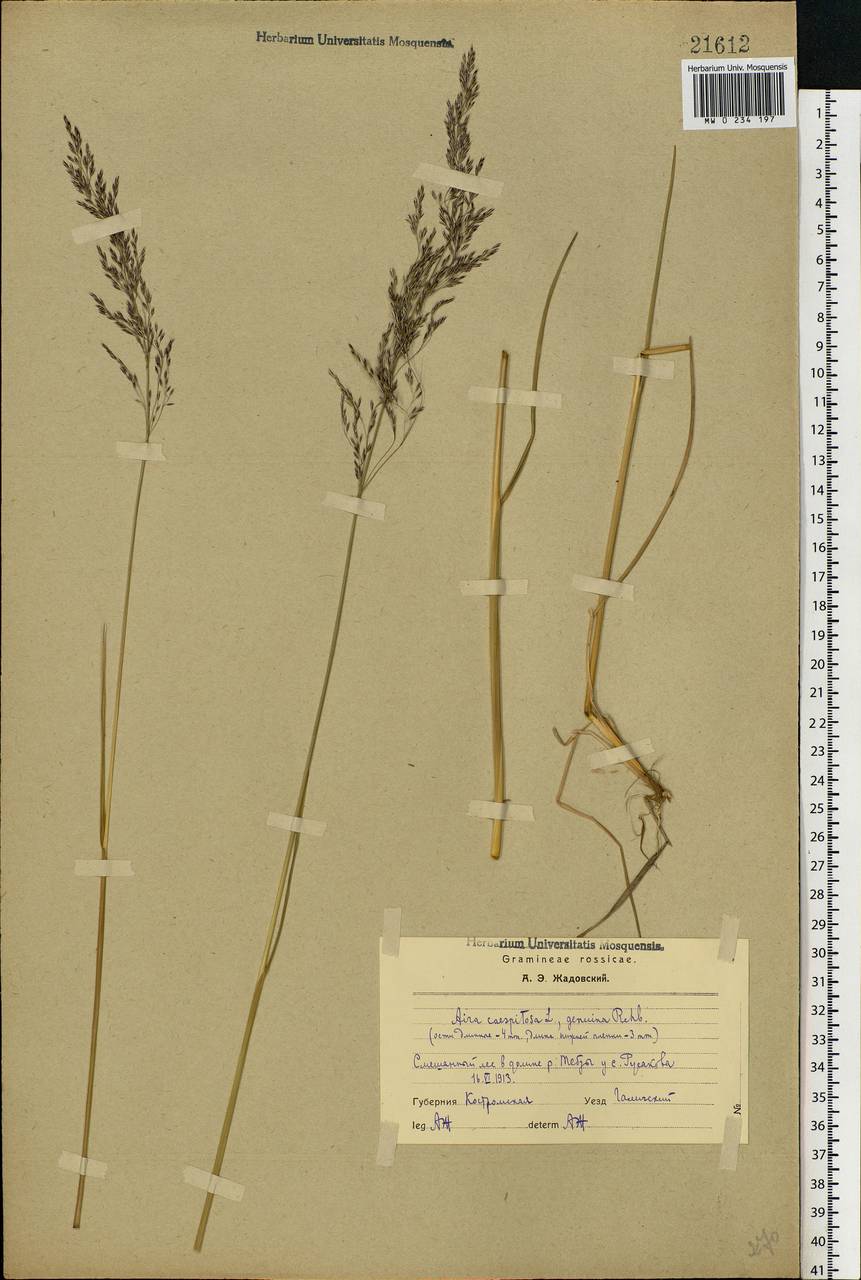 Deschampsia cespitosa (L.) P.Beauv., Eastern Europe, Central forest region (E5) (Russia)