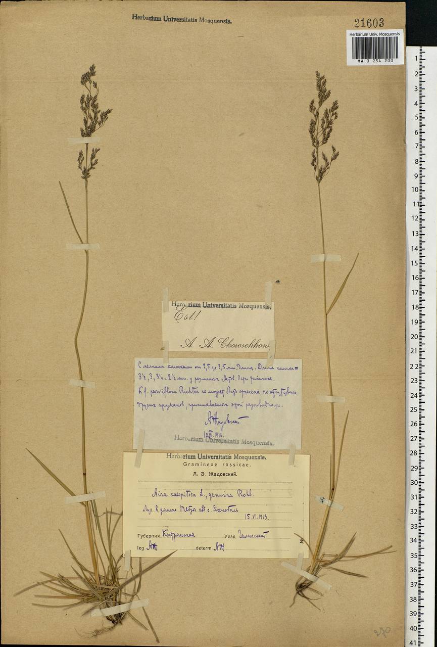 Deschampsia cespitosa (L.) P.Beauv., Eastern Europe, Central forest region (E5) (Russia)