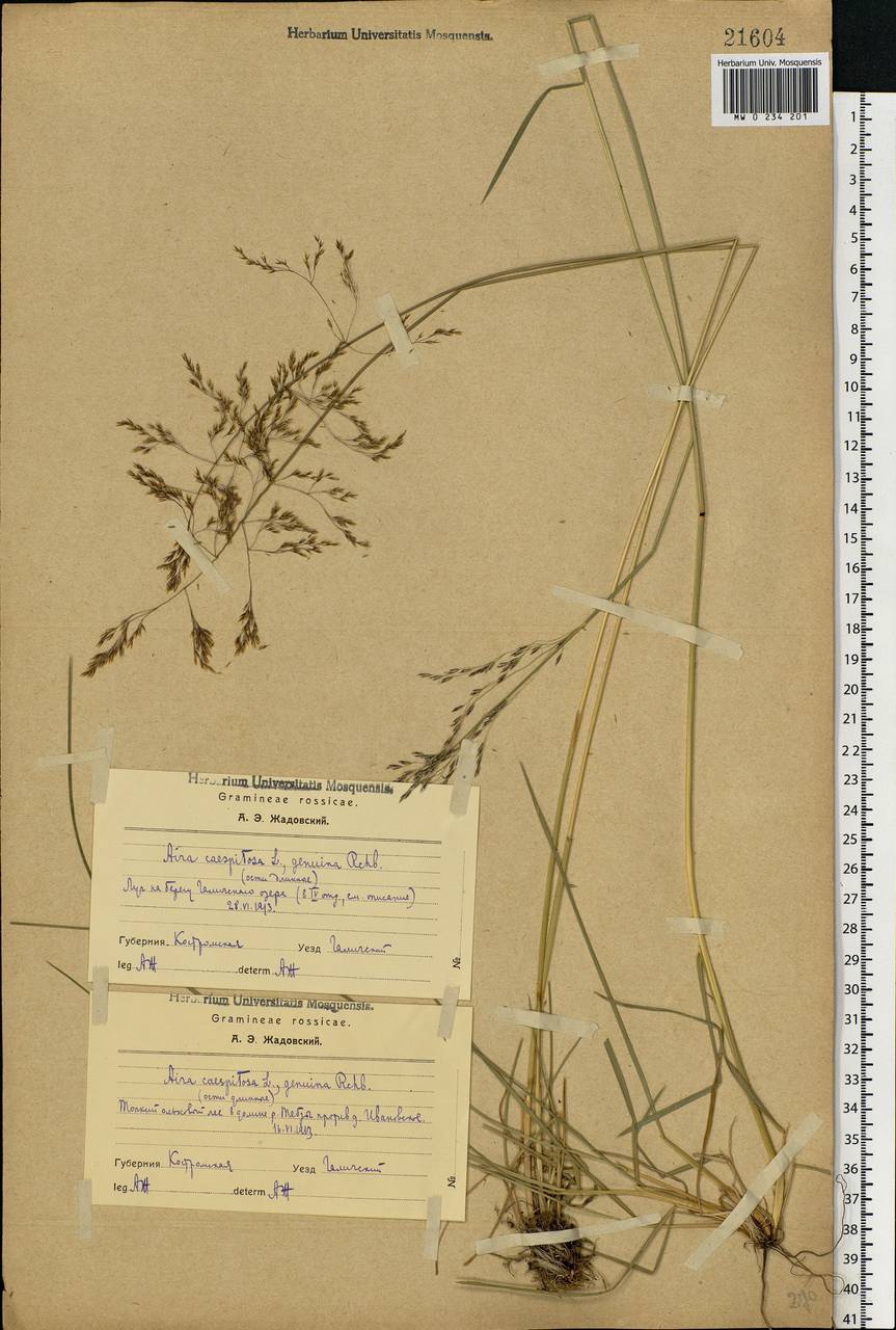 Deschampsia cespitosa (L.) P.Beauv., Eastern Europe, Central forest region (E5) (Russia)