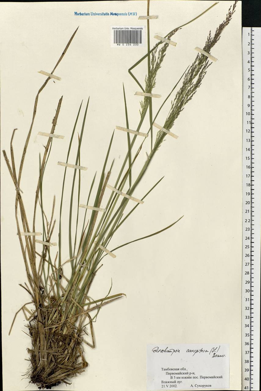 Deschampsia cespitosa (L.) P.Beauv., Eastern Europe, Central forest-and-steppe region (E6) (Russia)