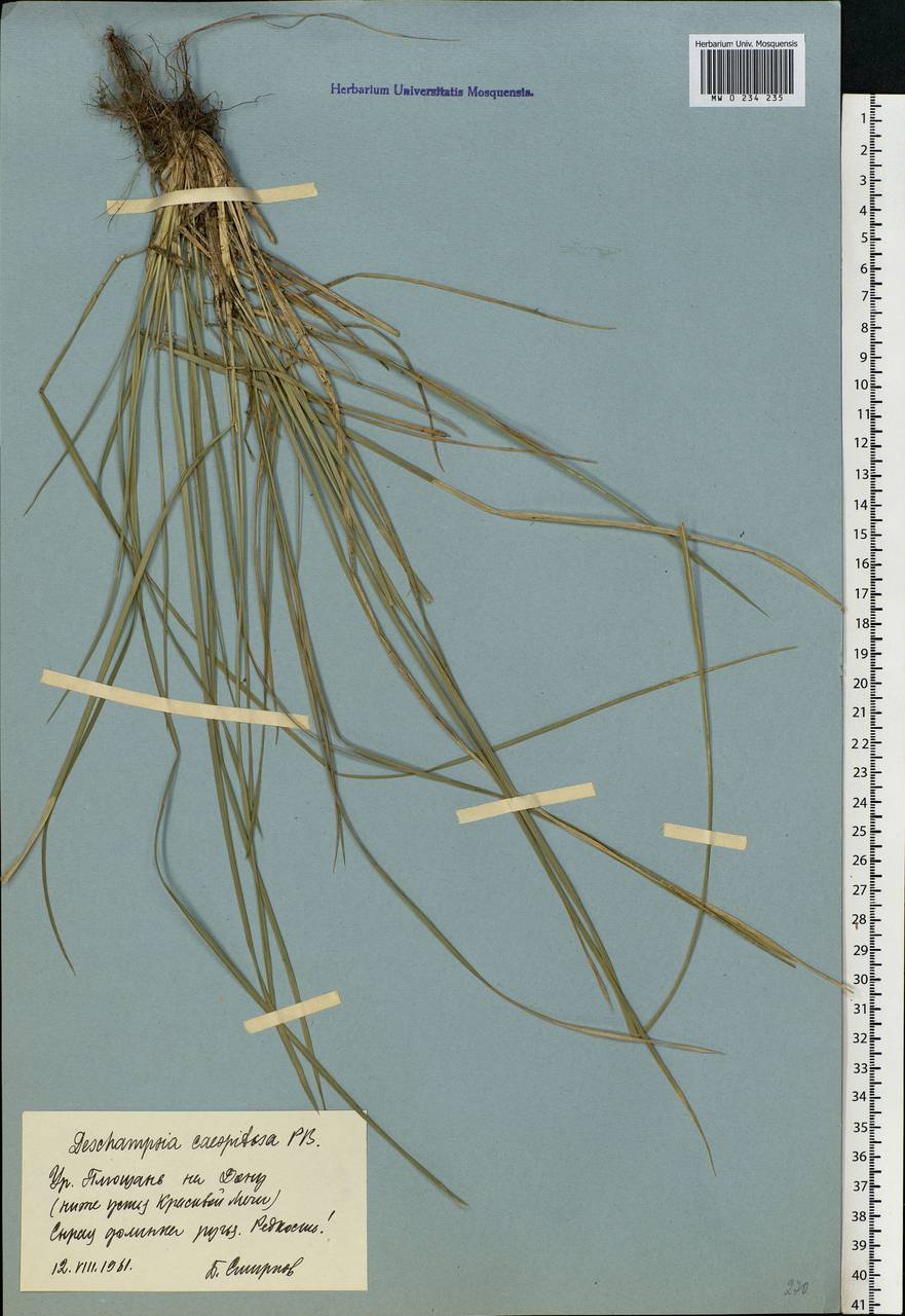 Deschampsia cespitosa (L.) P.Beauv., Eastern Europe, Central forest-and-steppe region (E6) (Russia)