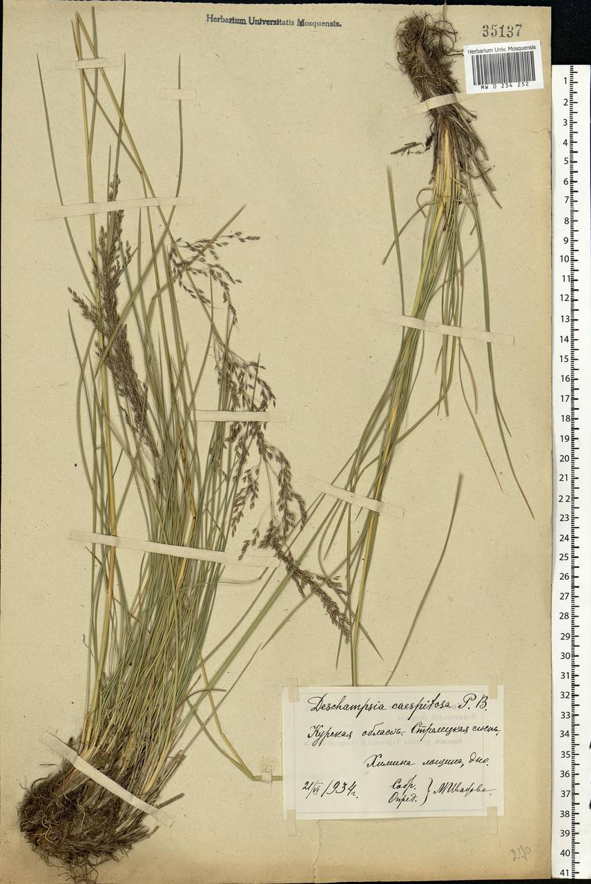 Deschampsia cespitosa (L.) P.Beauv., Eastern Europe, Central forest-and-steppe region (E6) (Russia)