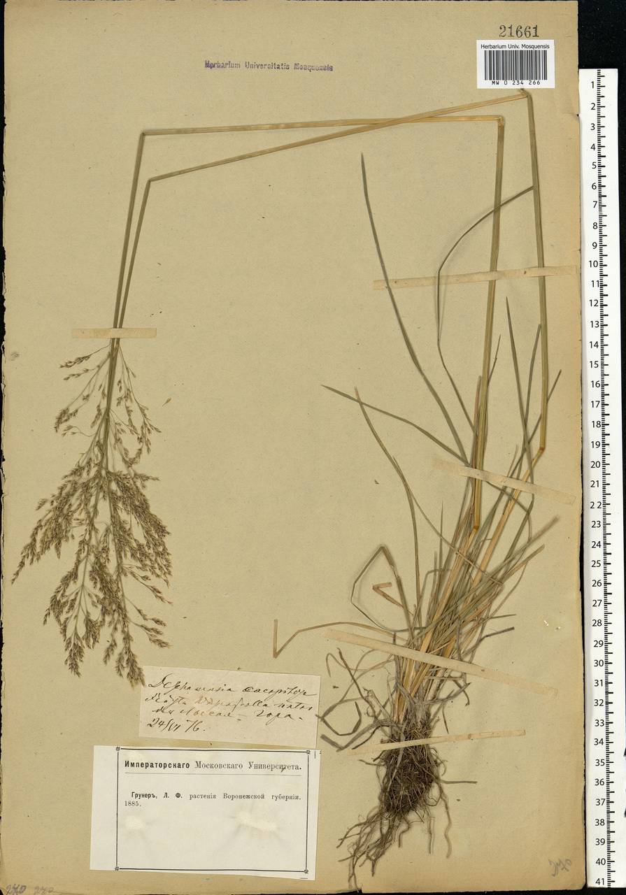 Deschampsia cespitosa (L.) P.Beauv., Eastern Europe, Central forest-and-steppe region (E6) (Russia)