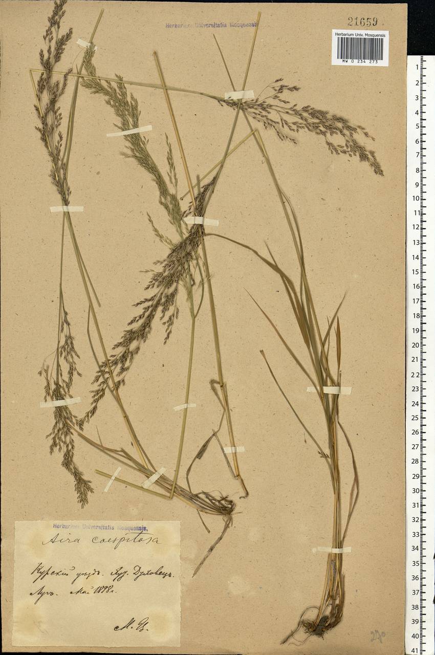 Deschampsia cespitosa (L.) P.Beauv., Eastern Europe, Central forest-and-steppe region (E6) (Russia)