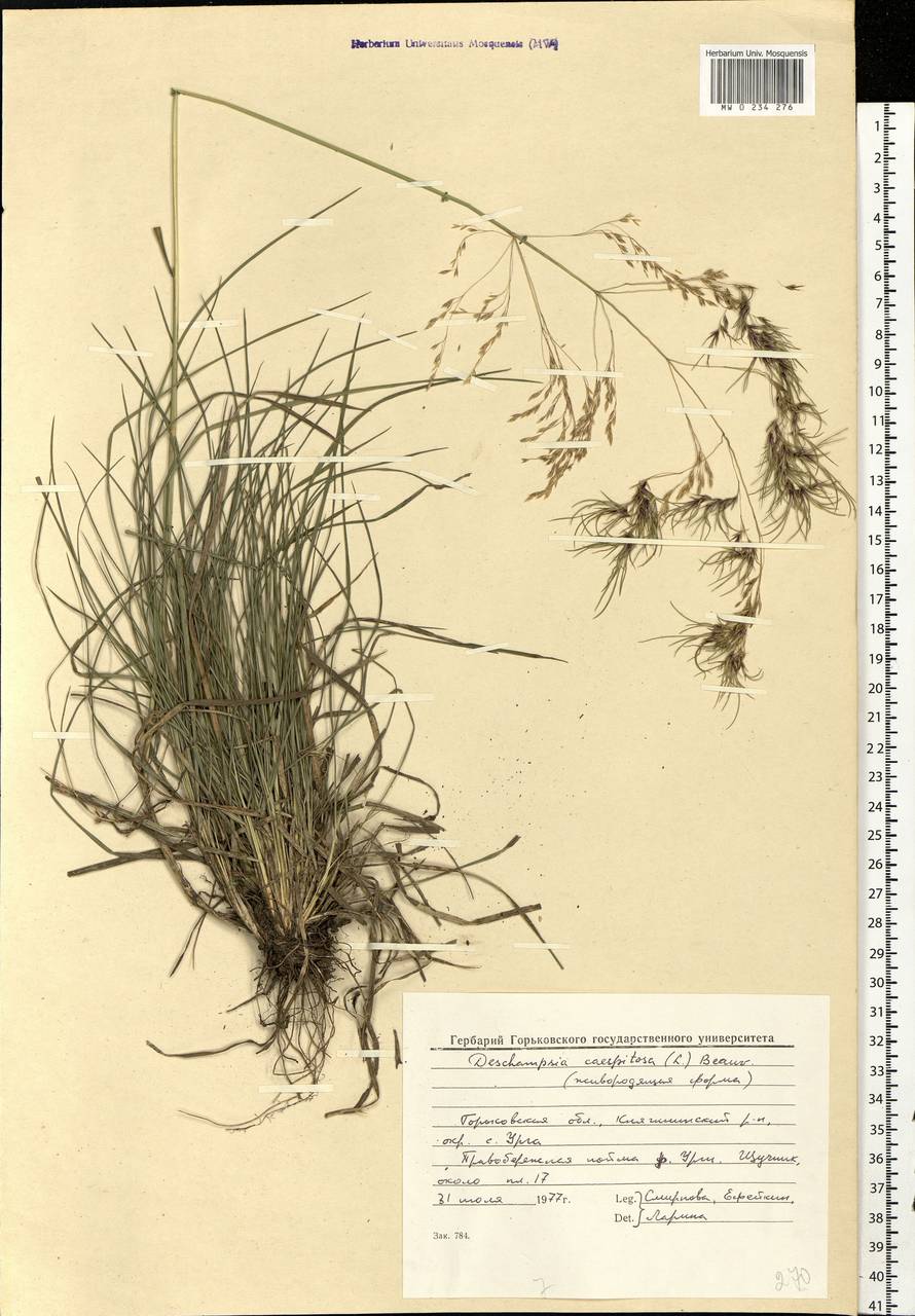 Deschampsia cespitosa (L.) P.Beauv., Eastern Europe, Volga-Kama region (E7) (Russia)