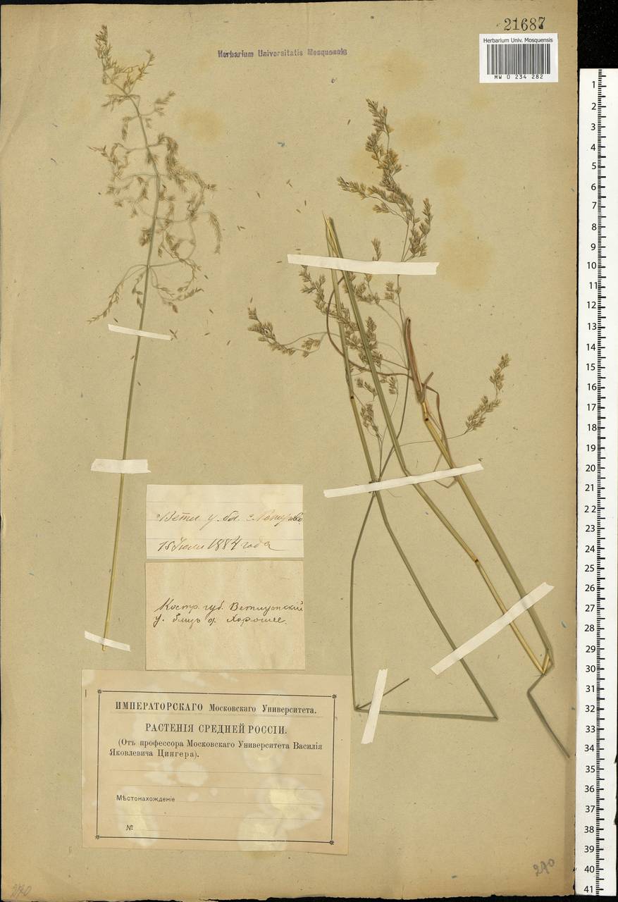 Deschampsia cespitosa (L.) P.Beauv., Eastern Europe, Volga-Kama region (E7) (Russia)