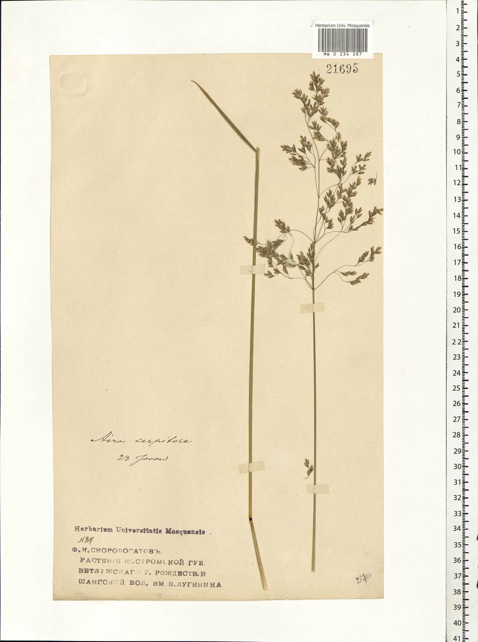 Deschampsia cespitosa (L.) P.Beauv., Eastern Europe, Volga-Kama region (E7) (Russia)