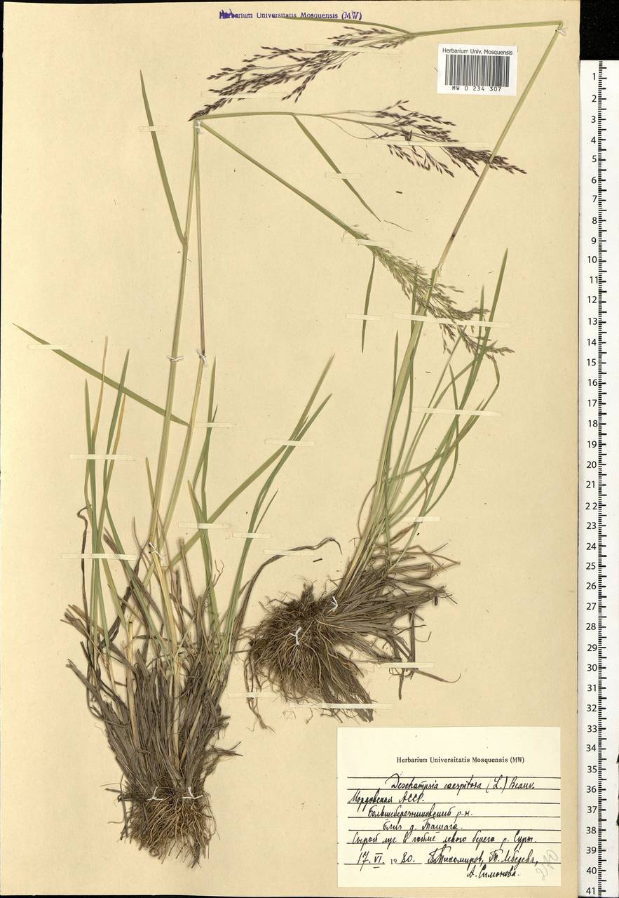 Deschampsia cespitosa (L.) P.Beauv., Eastern Europe, Middle Volga region (E8) (Russia)