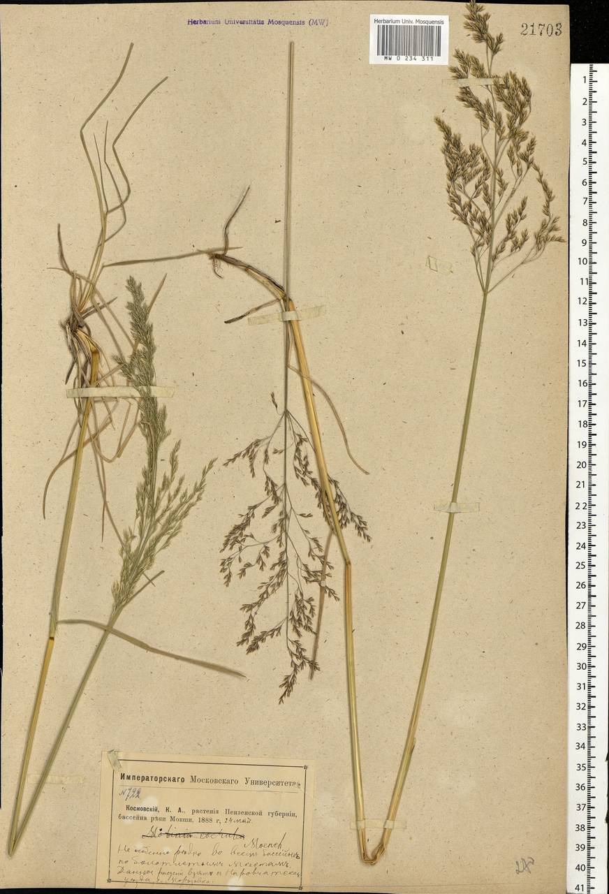 Deschampsia cespitosa (L.) P.Beauv., Eastern Europe, Middle Volga region (E8) (Russia)