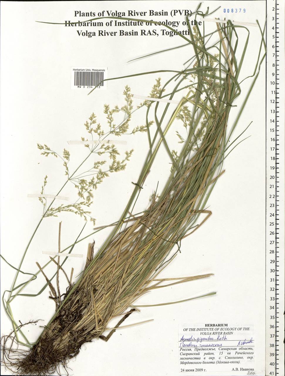 Deschampsia cespitosa (L.) P.Beauv., Eastern Europe, Middle Volga region (E8) (Russia)