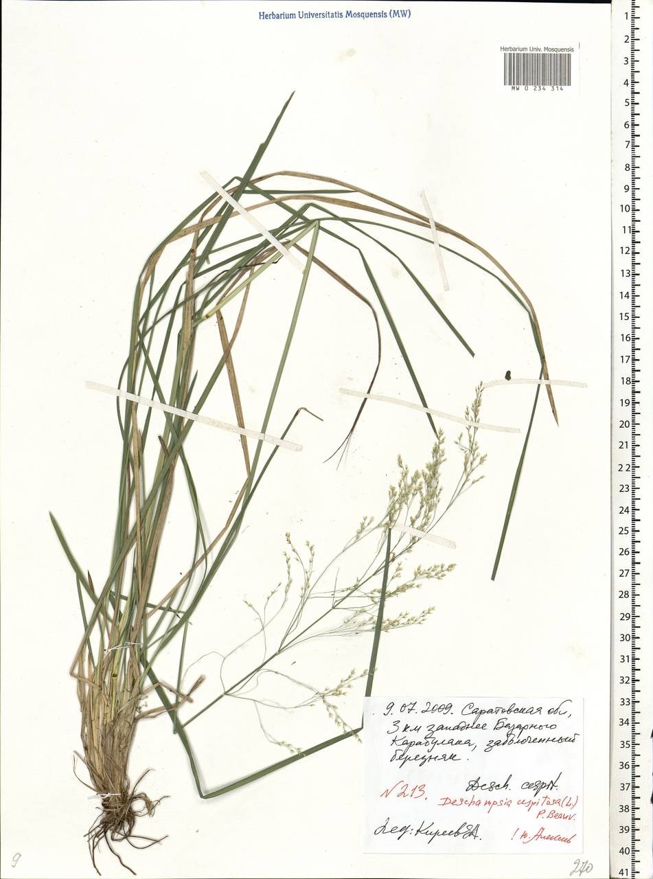 Deschampsia cespitosa (L.) P.Beauv., Eastern Europe, Lower Volga region (E9) (Russia)