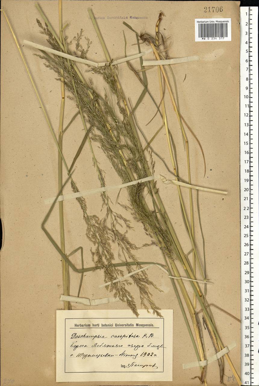 Deschampsia cespitosa (L.) P.Beauv., Eastern Europe, Lower Volga region (E9) (Russia)