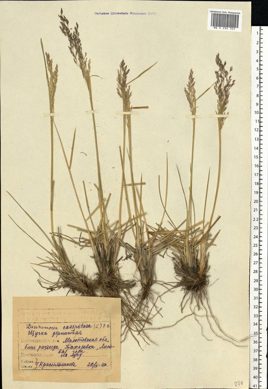 Deschampsia cespitosa (L.) P.Beauv., Eastern Europe, Eastern region (E10) (Russia)