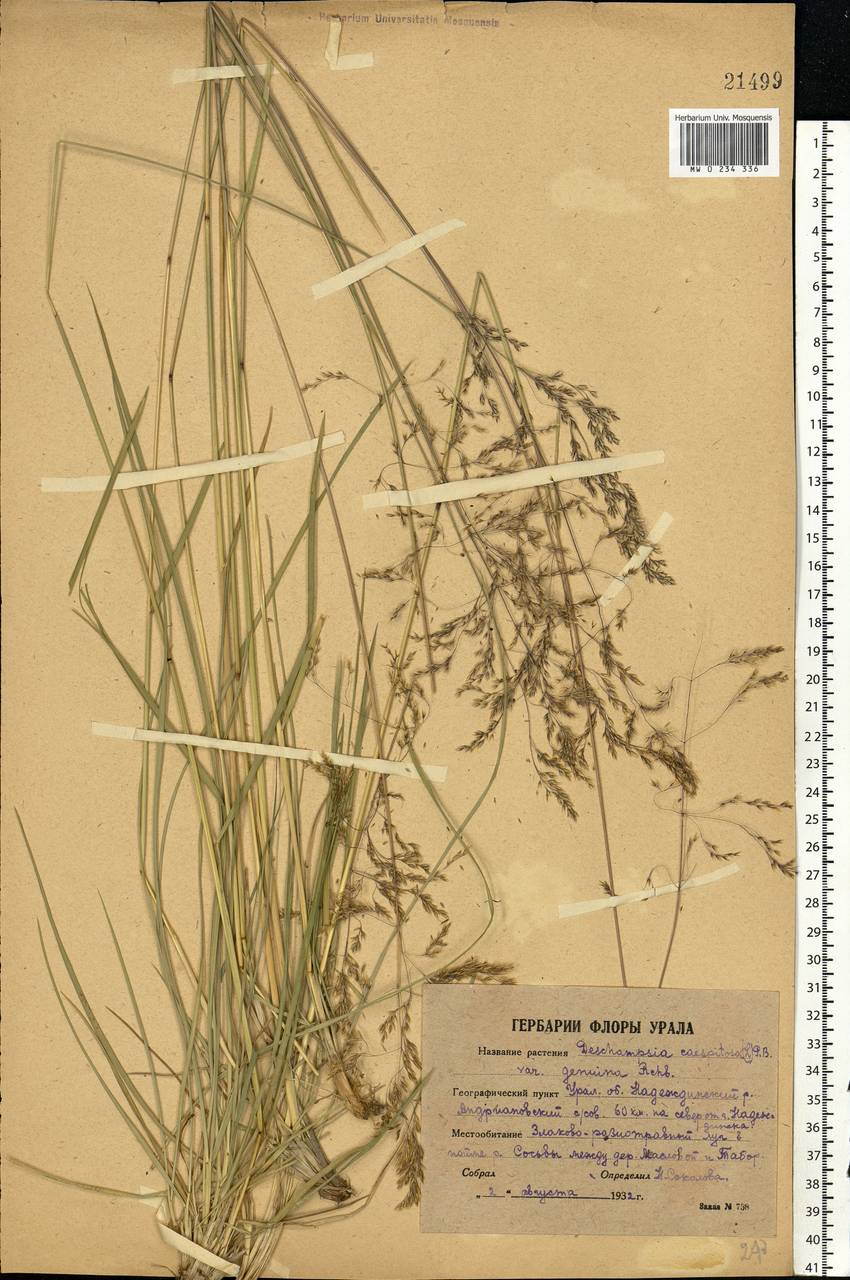 Deschampsia cespitosa (L.) P.Beauv., Eastern Europe, Eastern region (E10) (Russia)