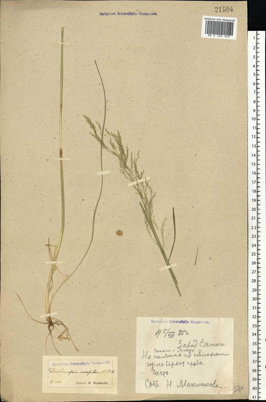 Deschampsia cespitosa (L.) P.Beauv., Eastern Europe, Eastern region (E10) (Russia)