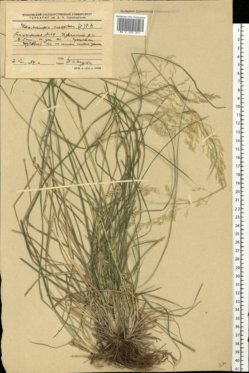 Deschampsia cespitosa (L.) P.Beauv., Eastern Europe, Eastern region (E10) (Russia)