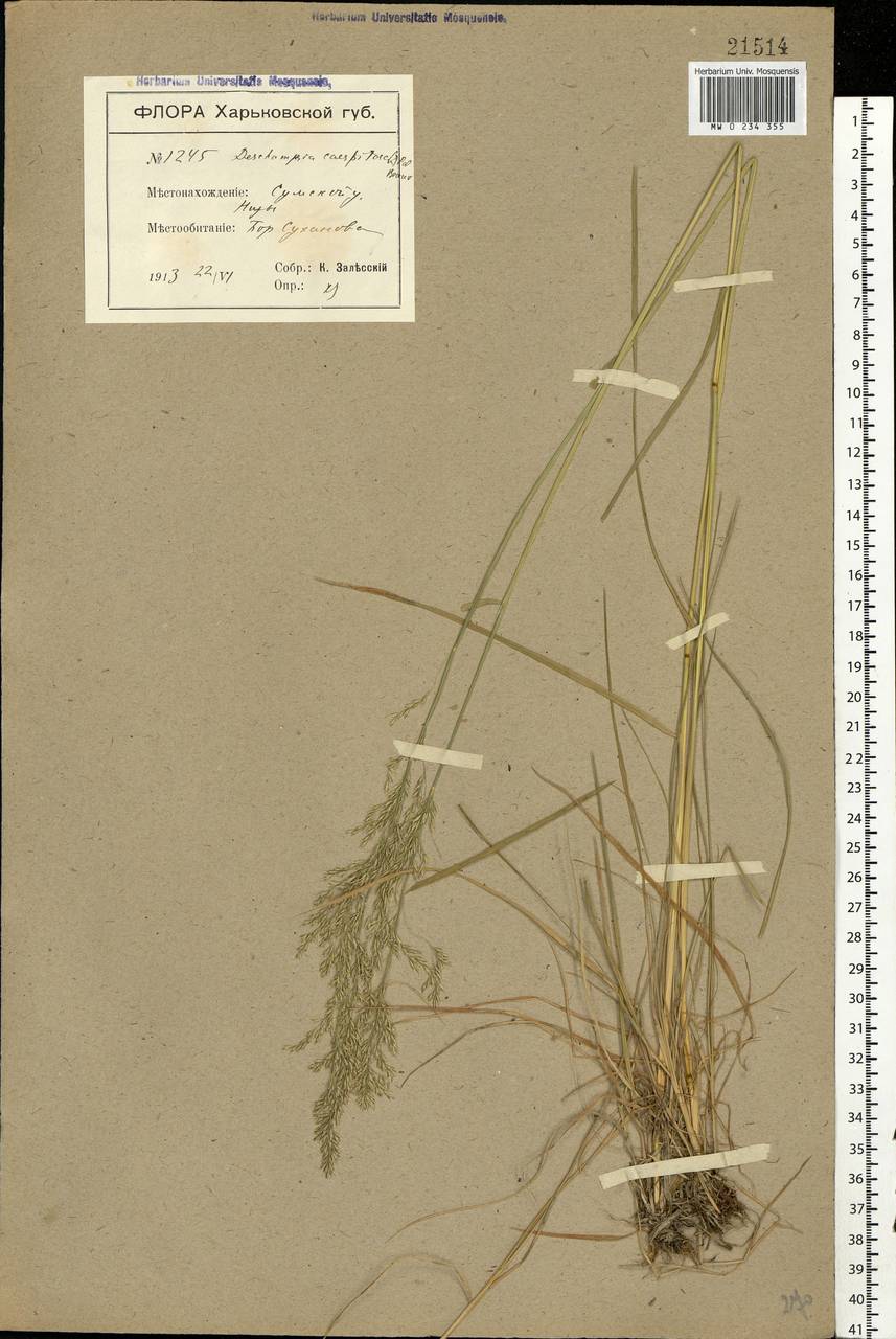 Deschampsia cespitosa (L.) P.Beauv., Eastern Europe, North Ukrainian region (E11) (Ukraine)