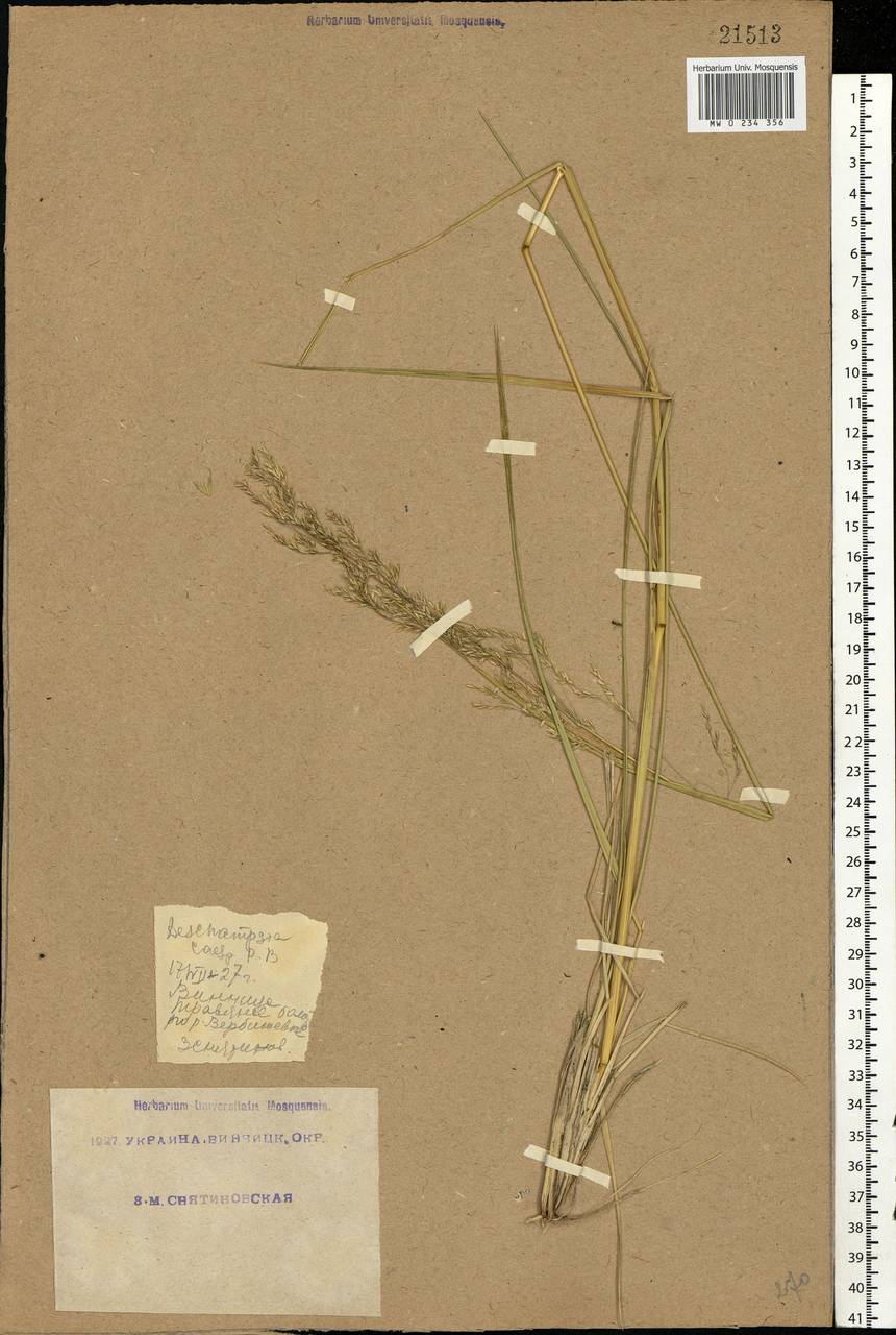 Deschampsia cespitosa (L.) P.Beauv., Eastern Europe, South Ukrainian region (E12) (Ukraine)