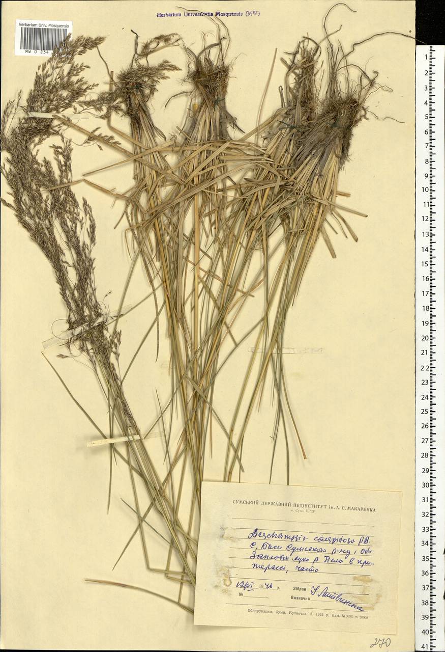 Deschampsia cespitosa (L.) P.Beauv., Eastern Europe, North Ukrainian region (E11) (Ukraine)