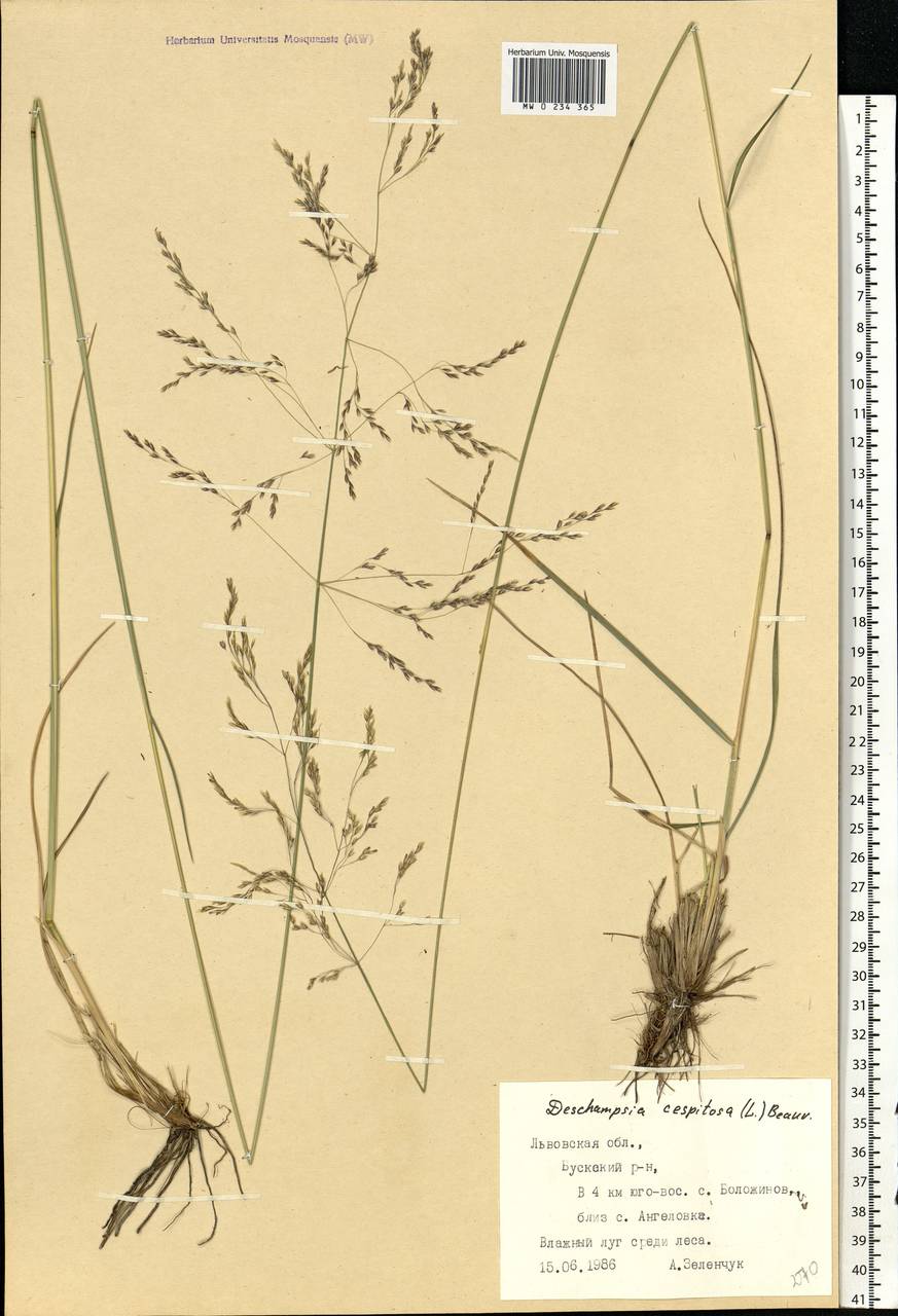 Deschampsia cespitosa (L.) P.Beauv., Eastern Europe, West Ukrainian region (E13) (Ukraine)