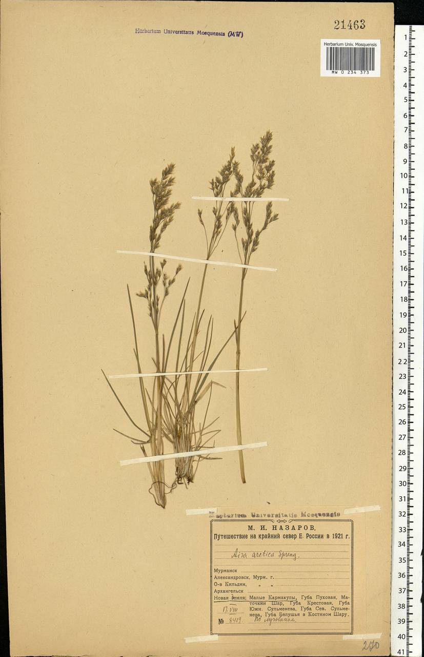 Deschampsia cespitosa subsp. cespitosa, Eastern Europe, Northern region (E1) (Russia)