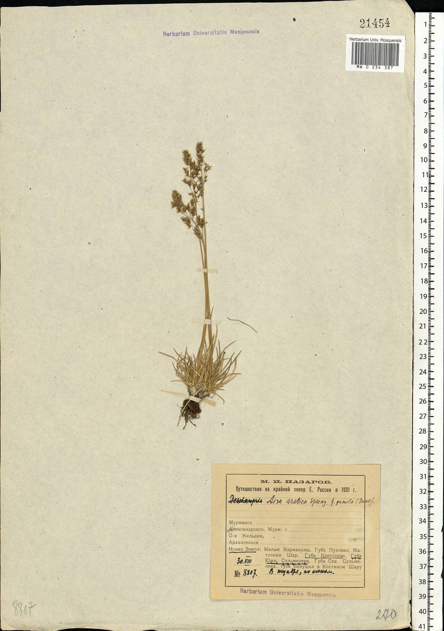 Deschampsia cespitosa subsp. cespitosa, Eastern Europe, Northern region (E1) (Russia)