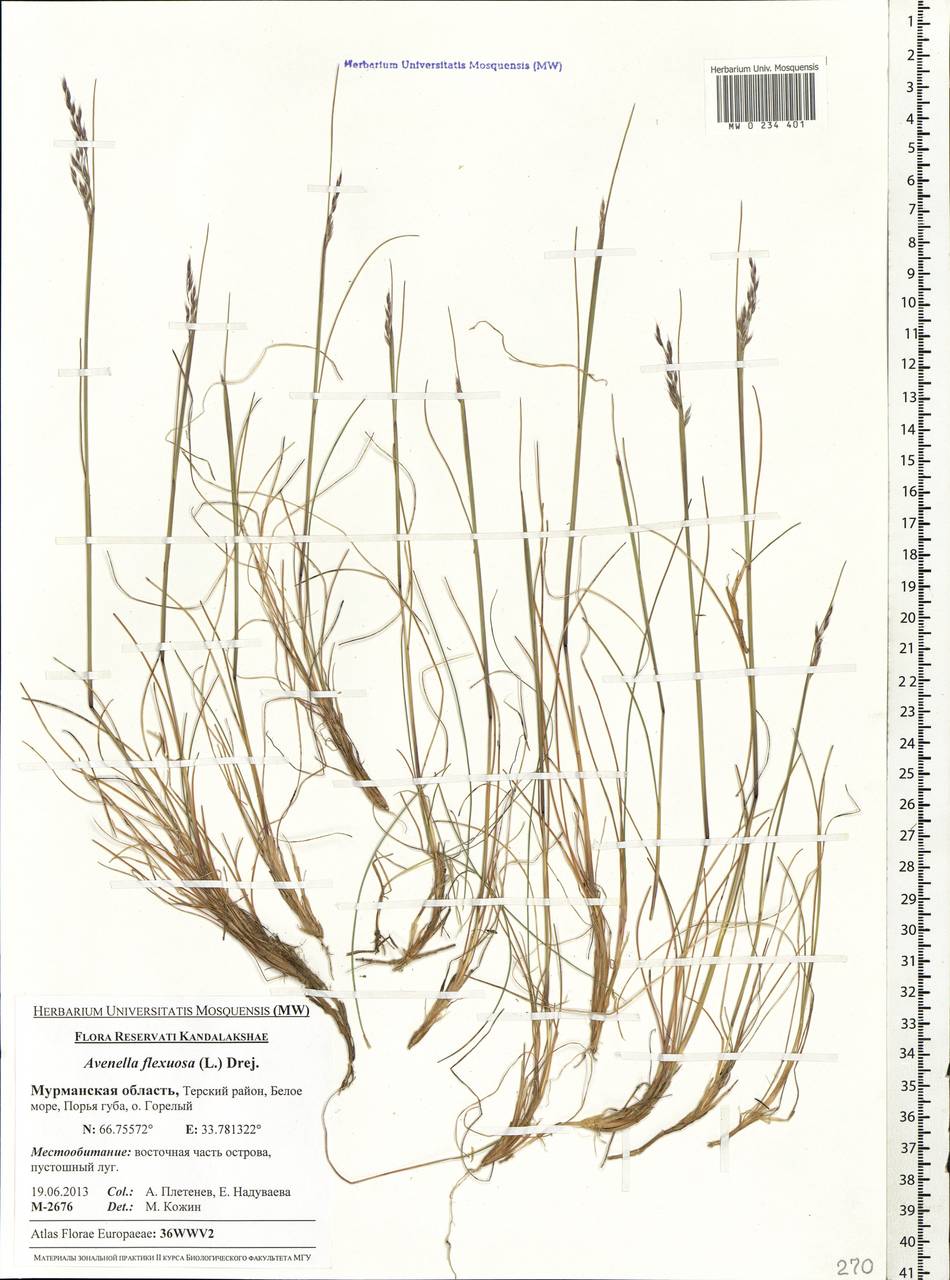 Avenella flexuosa (L.) Drejer, Eastern Europe, Northern region (E1) (Russia)