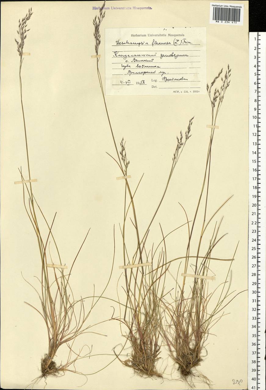 Avenella flexuosa (L.) Drejer, Eastern Europe, Northern region (E1) (Russia)