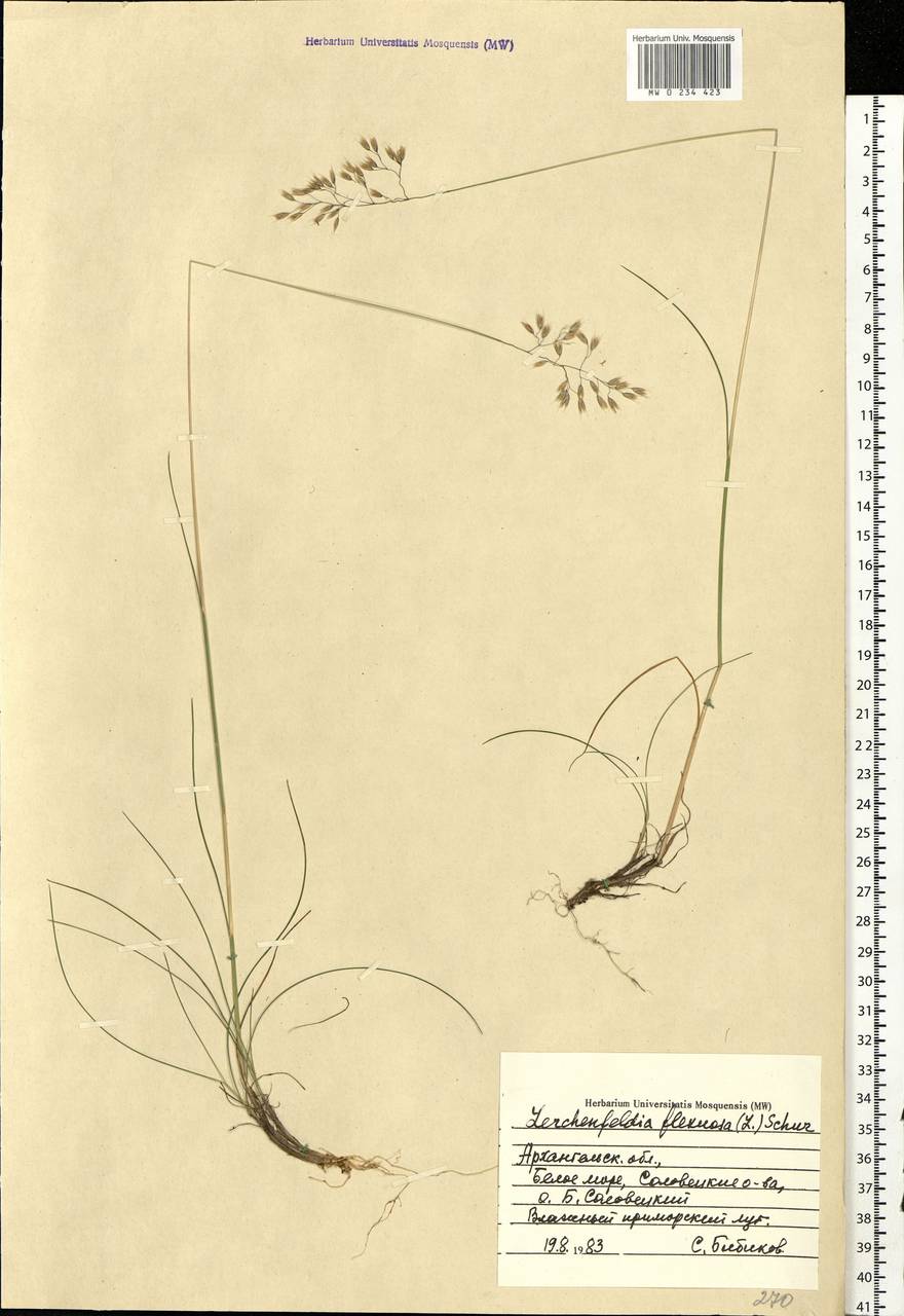 Avenella flexuosa (L.) Drejer, Eastern Europe, Northern region (E1) (Russia)