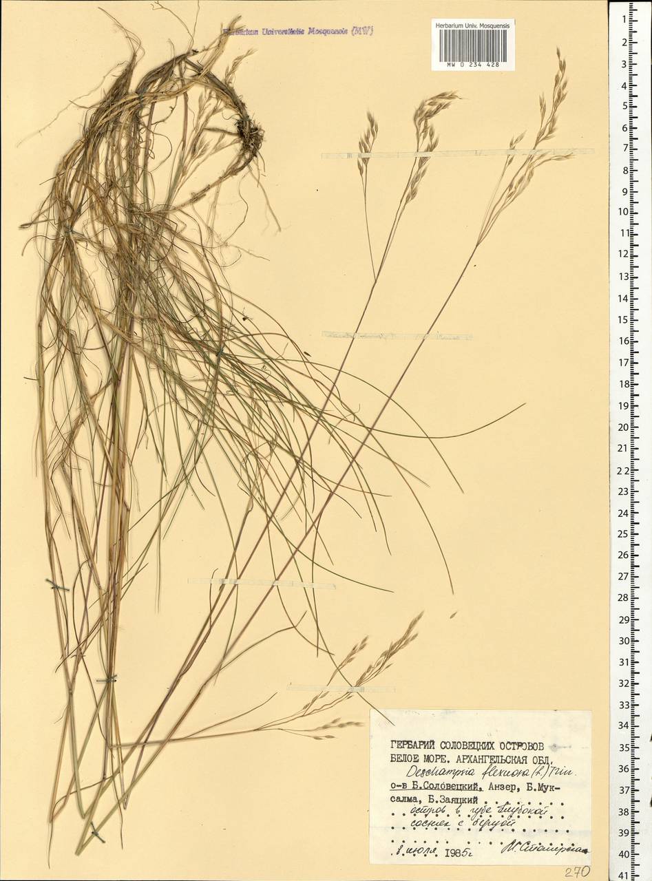 Avenella flexuosa (L.) Drejer, Eastern Europe, Northern region (E1) (Russia)