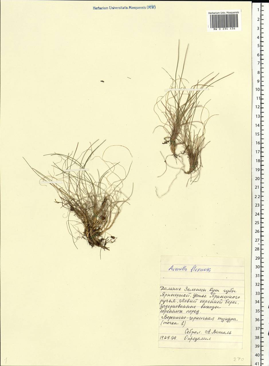 Avenella flexuosa (L.) Drejer, Eastern Europe, Northern region (E1) (Russia)