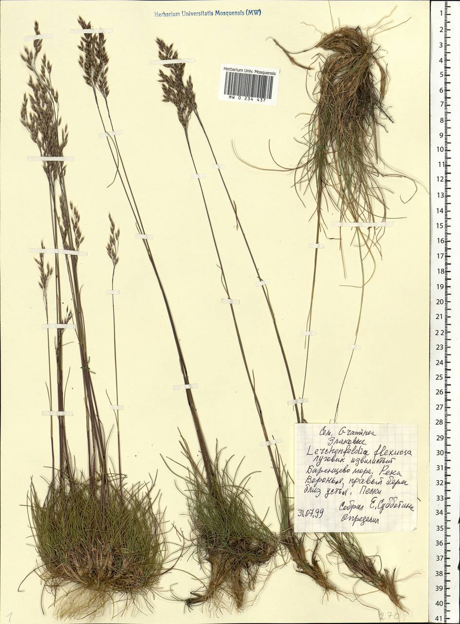 Avenella flexuosa (L.) Drejer, Eastern Europe, Northern region (E1) (Russia)