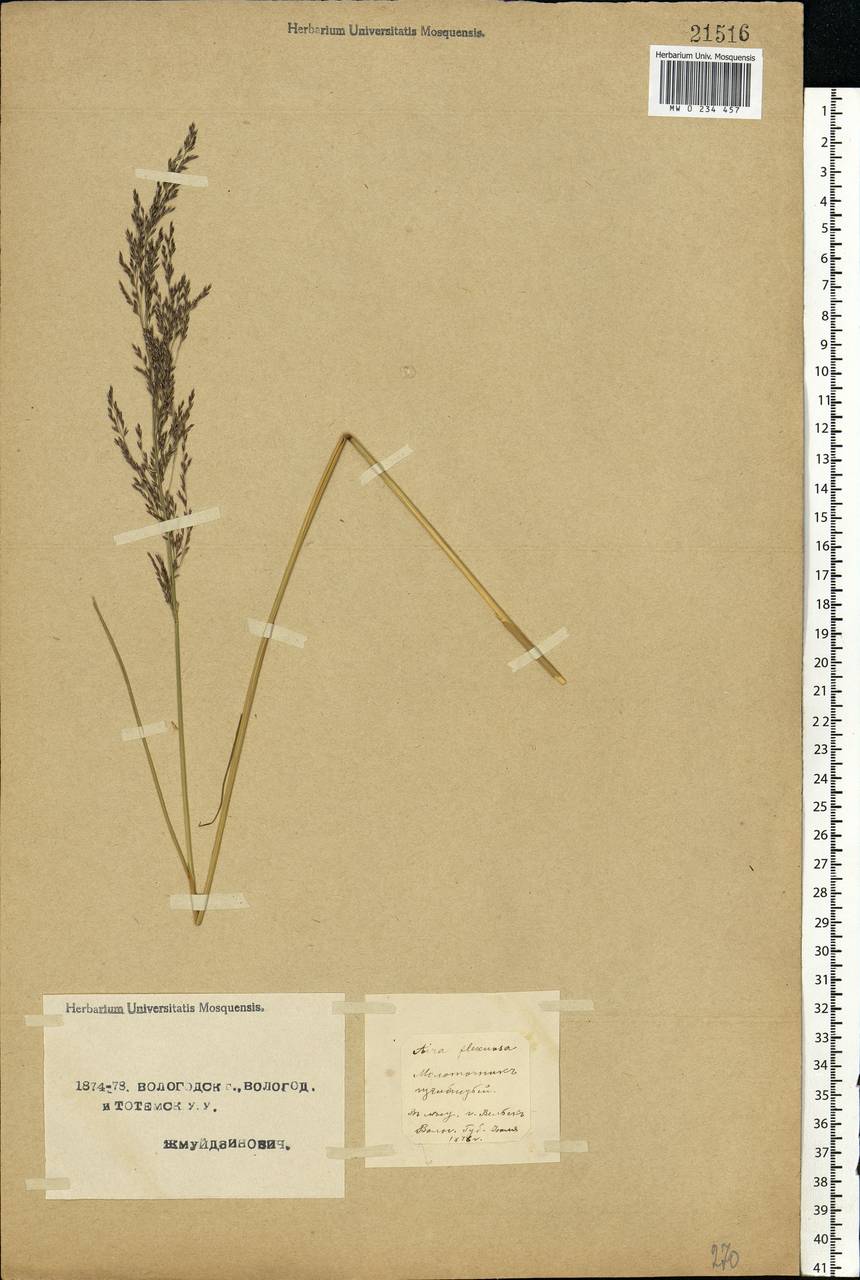 Avenella flexuosa (L.) Drejer, Eastern Europe, Northern region (E1) (Russia)