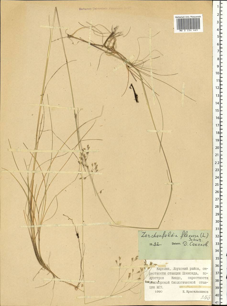 Avenella flexuosa (L.) Drejer, Eastern Europe, Northern region (E1) (Russia)