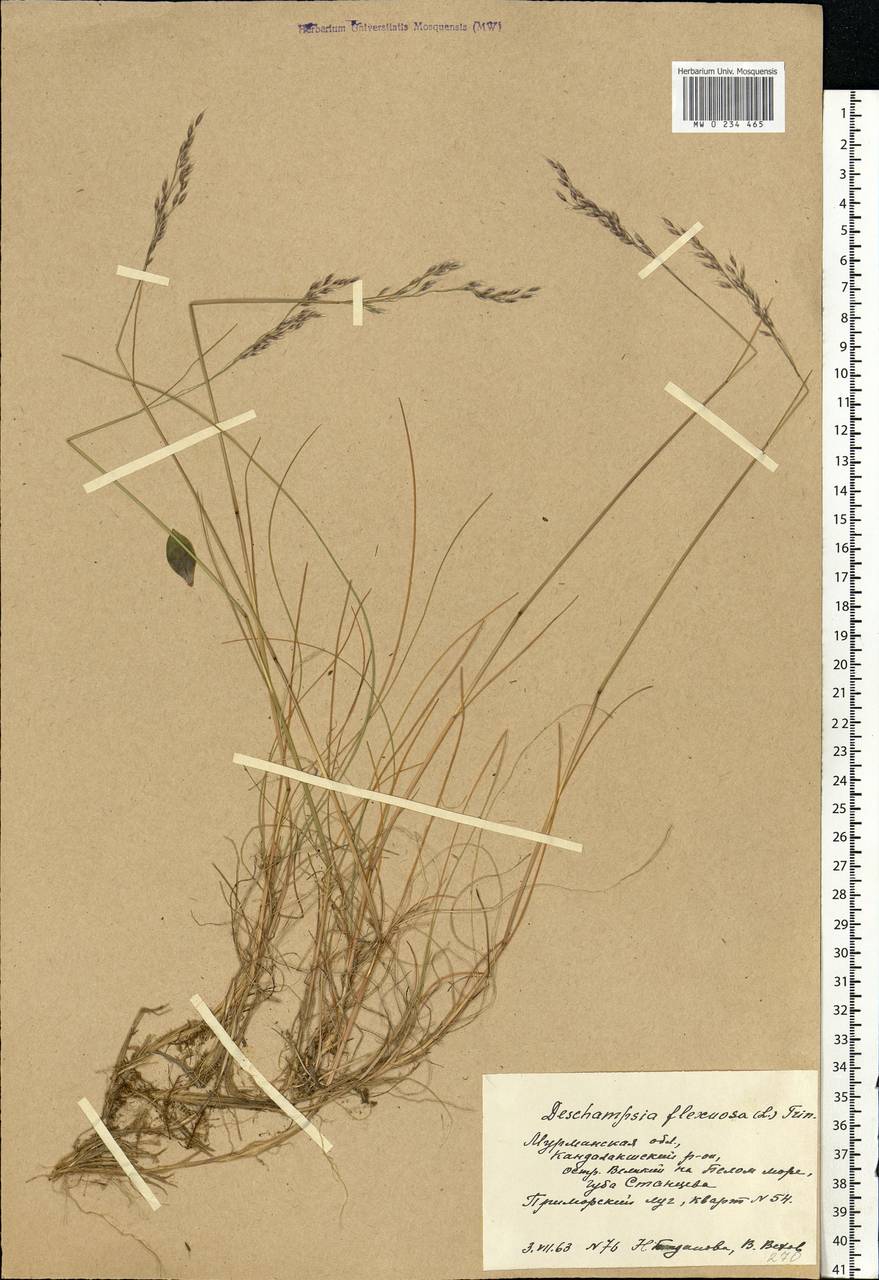 Avenella flexuosa (L.) Drejer, Eastern Europe, Northern region (E1) (Russia)