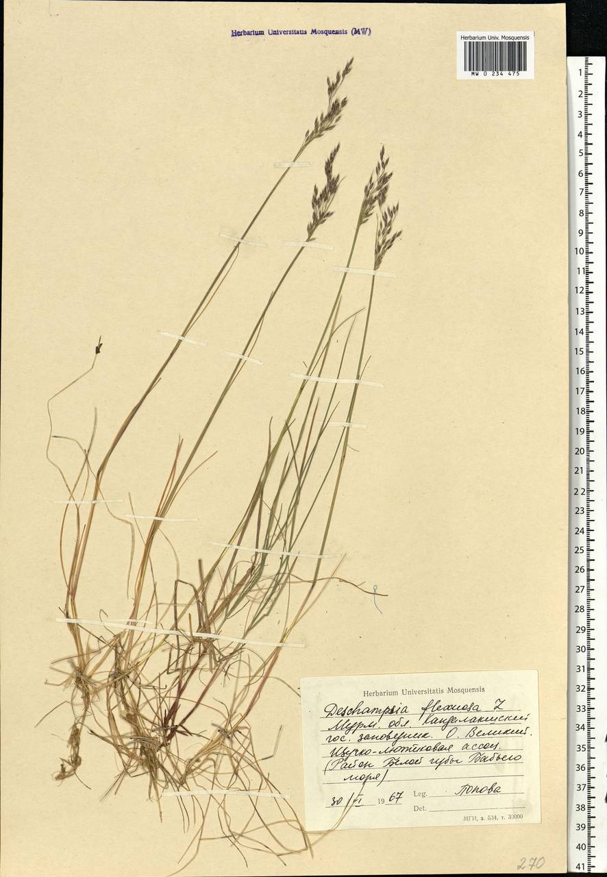 Avenella flexuosa (L.) Drejer, Eastern Europe, Northern region (E1) (Russia)