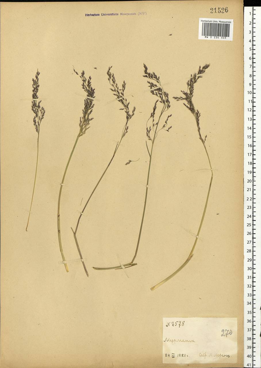 Avenella flexuosa (L.) Drejer, Eastern Europe, Northern region (E1) (Russia)