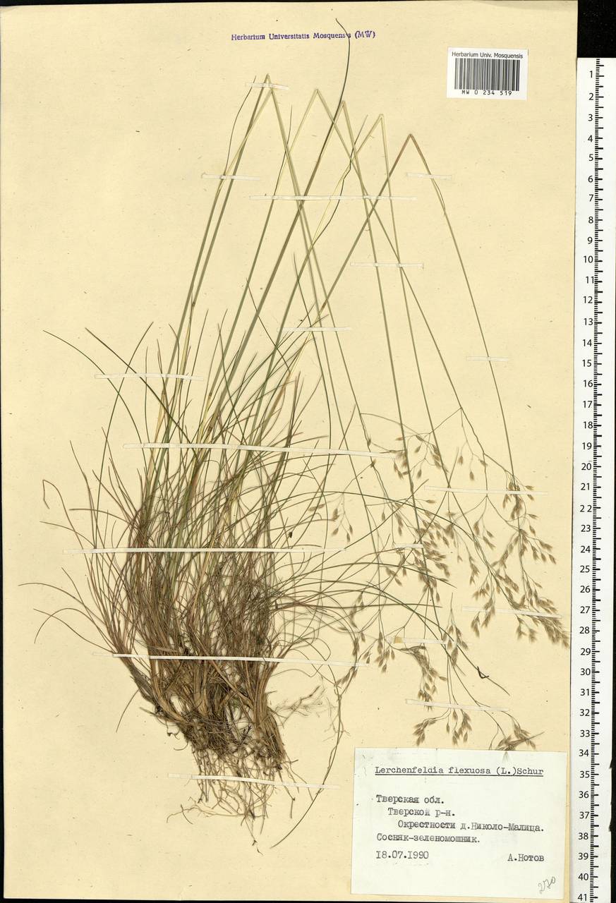 Avenella flexuosa (L.) Drejer, Eastern Europe, North-Western region (E2) (Russia)