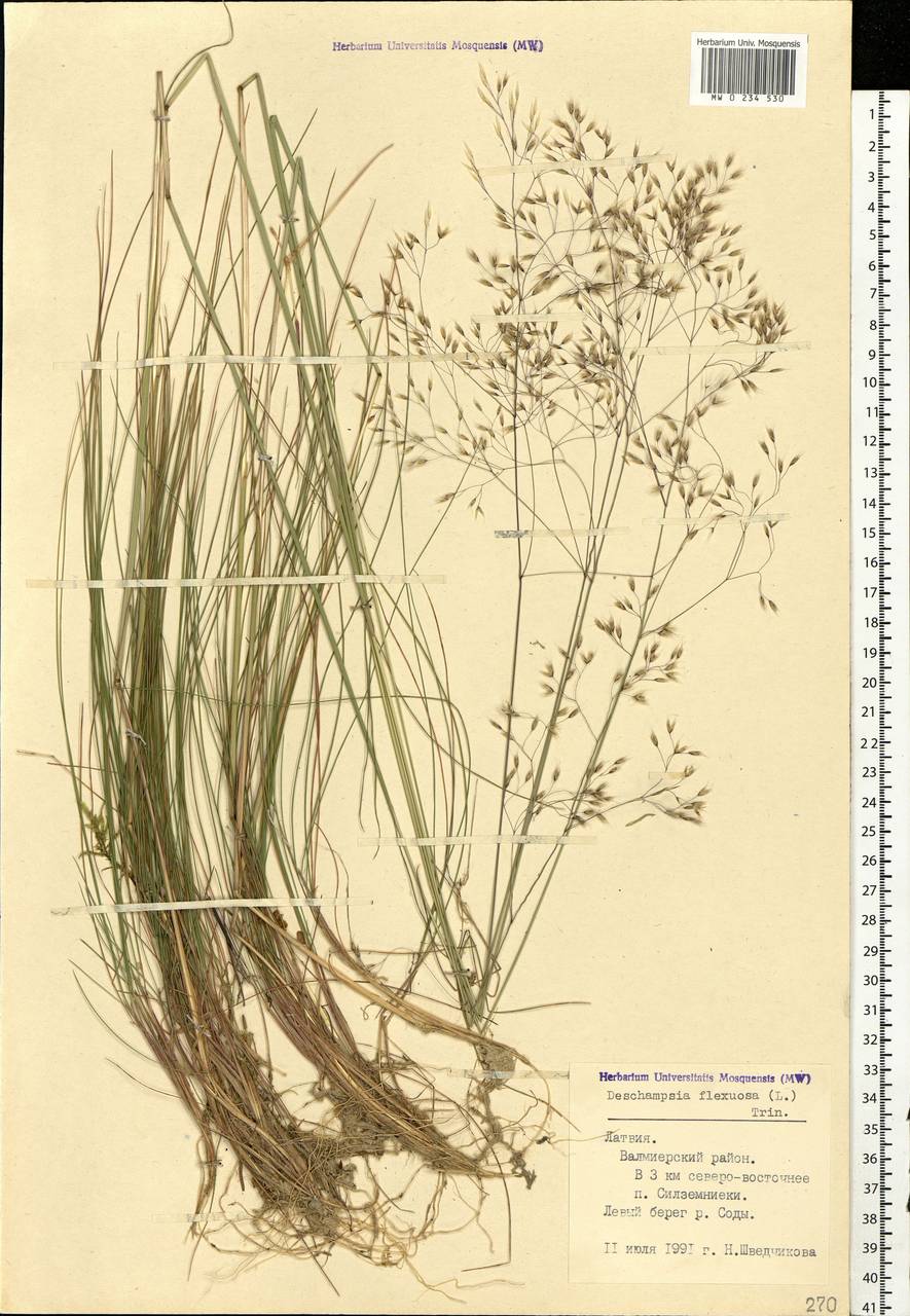 Avenella flexuosa (L.) Drejer, Eastern Europe, Latvia (E2b) (Latvia)