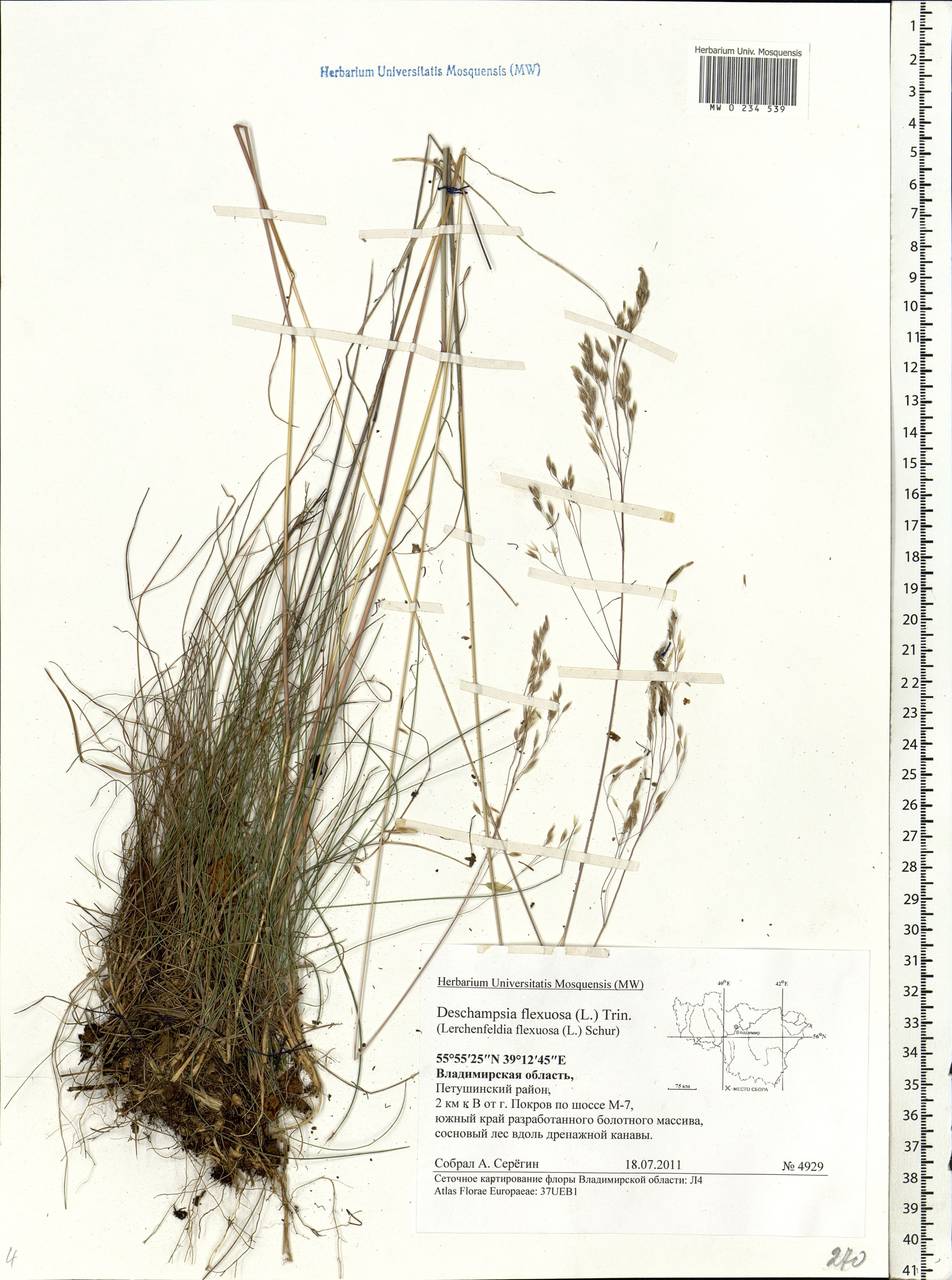 Avenella flexuosa (L.) Drejer, Eastern Europe, Central region (E4) (Russia)