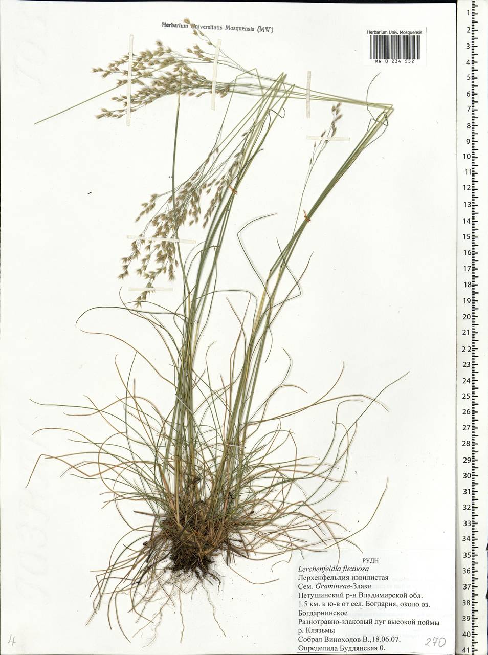 Avenella flexuosa (L.) Drejer, Eastern Europe, Central region (E4) (Russia)