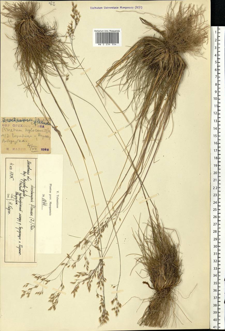 Avenella flexuosa (L.) Drejer, Eastern Europe, Central region (E4) (Russia)