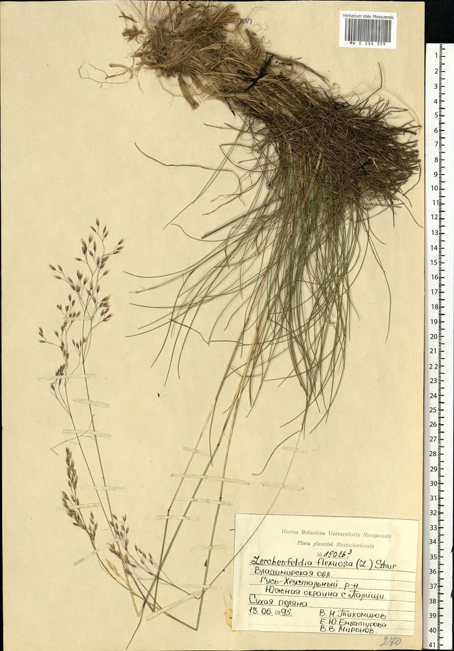 Avenella flexuosa (L.) Drejer, Eastern Europe, Central region (E4) (Russia)