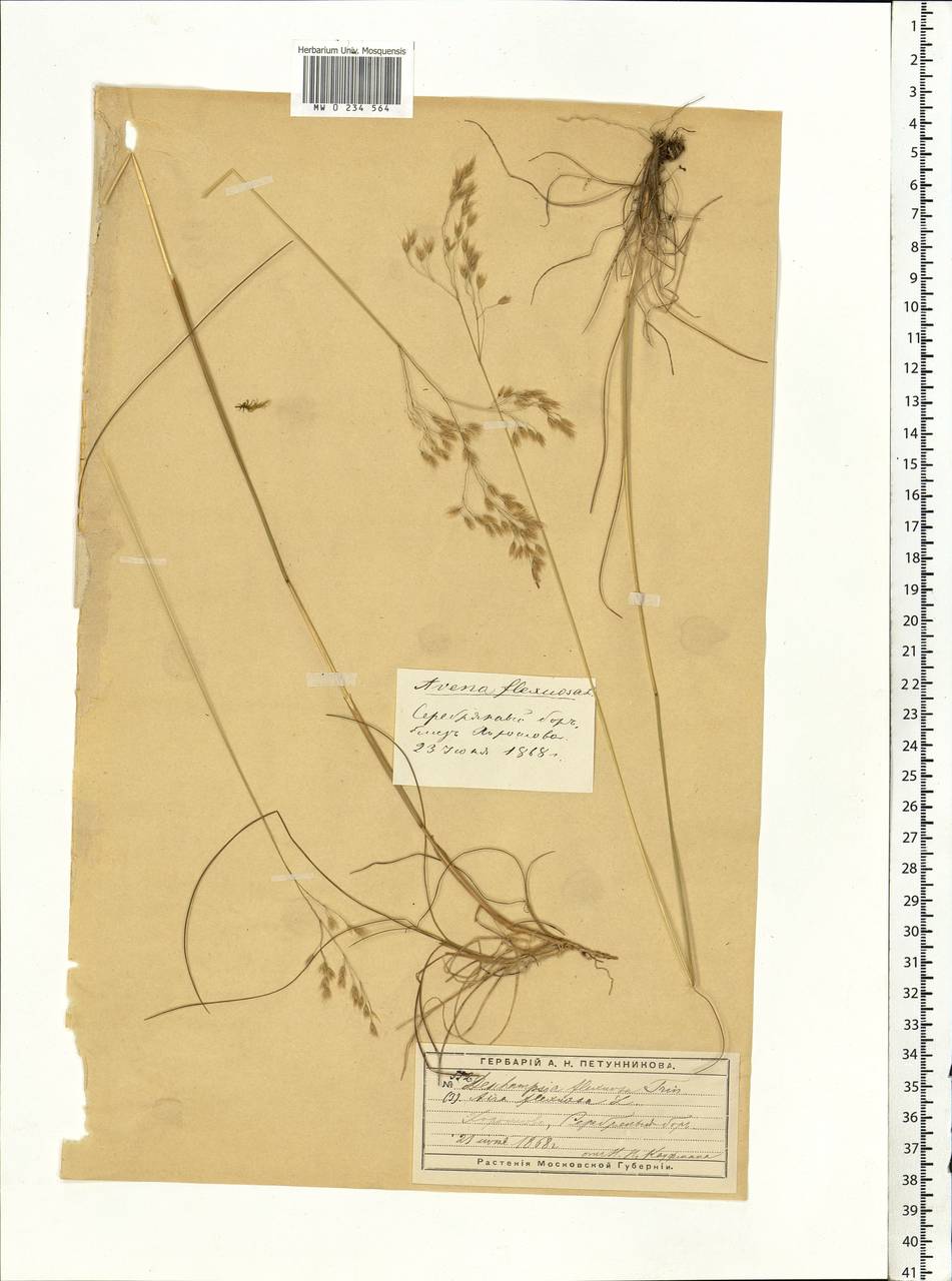 Avenella flexuosa (L.) Drejer, Eastern Europe, Moscow region (E4a) (Russia)