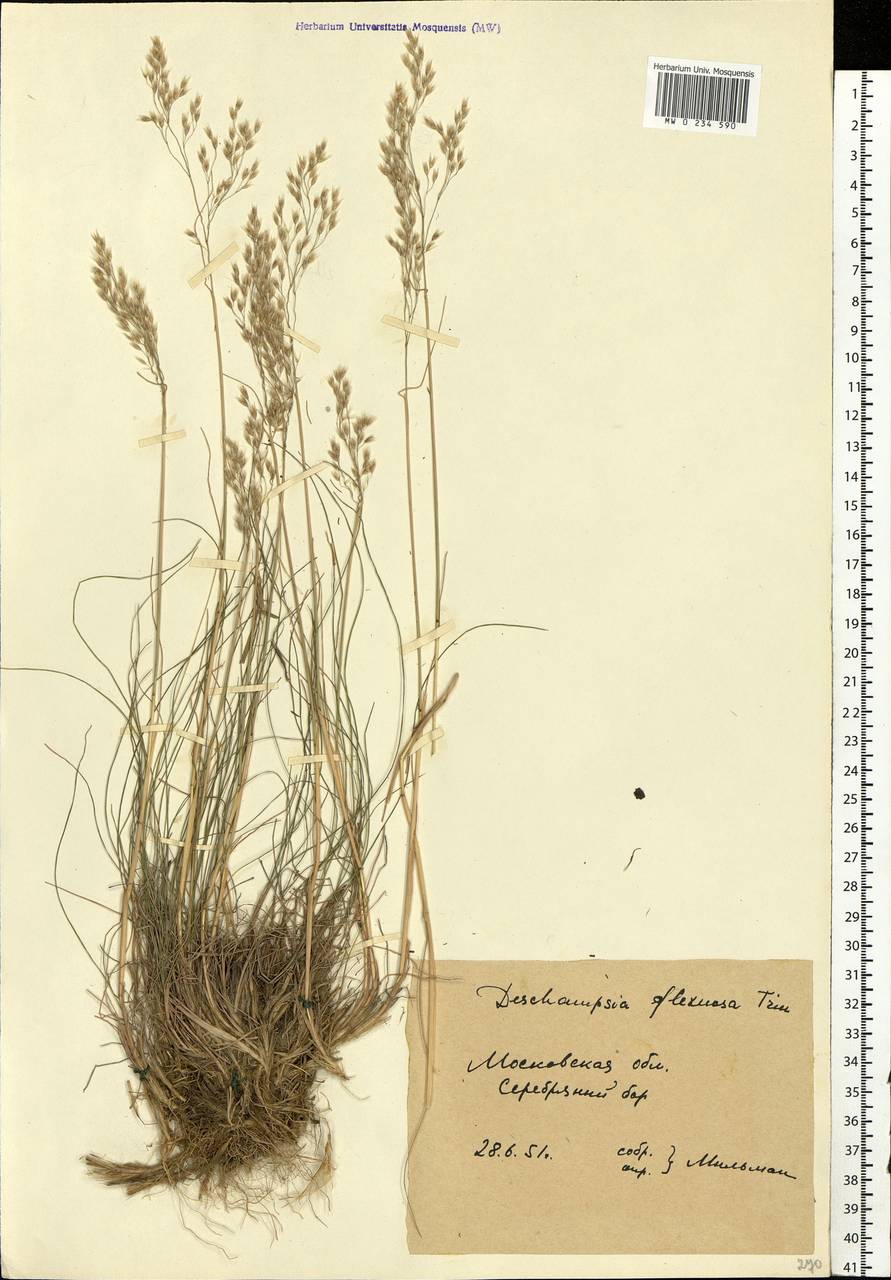 Avenella flexuosa (L.) Drejer, Eastern Europe, Moscow region (E4a) (Russia)