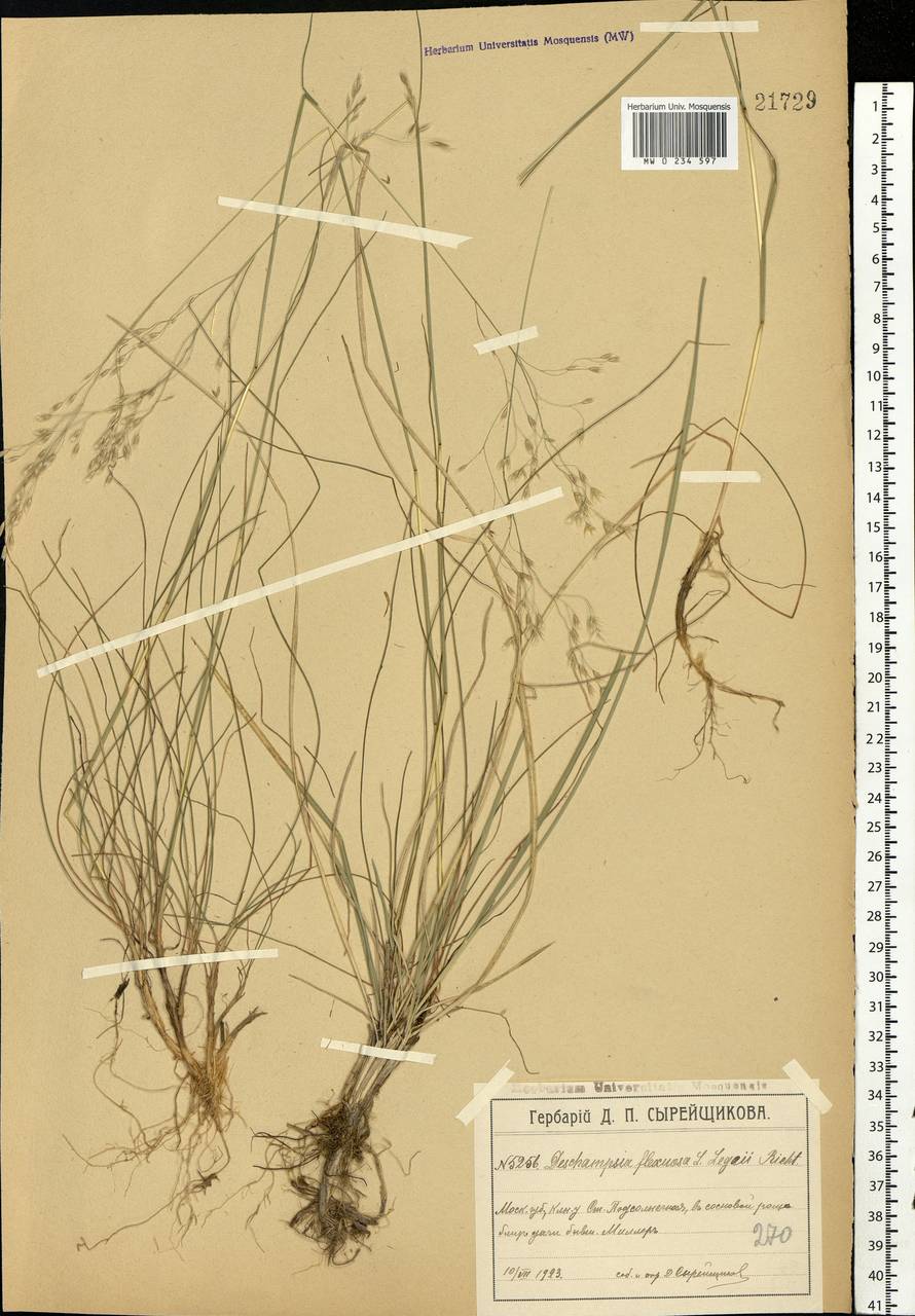 Avenella flexuosa (L.) Drejer, Eastern Europe, Moscow region (E4a) (Russia)