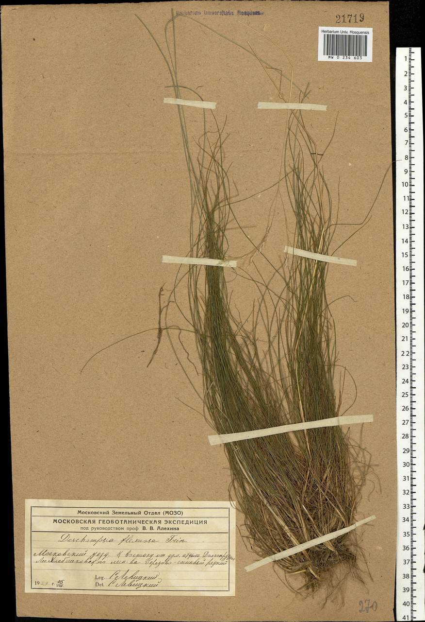 Avenella flexuosa (L.) Drejer, Eastern Europe, Moscow region (E4a) (Russia)